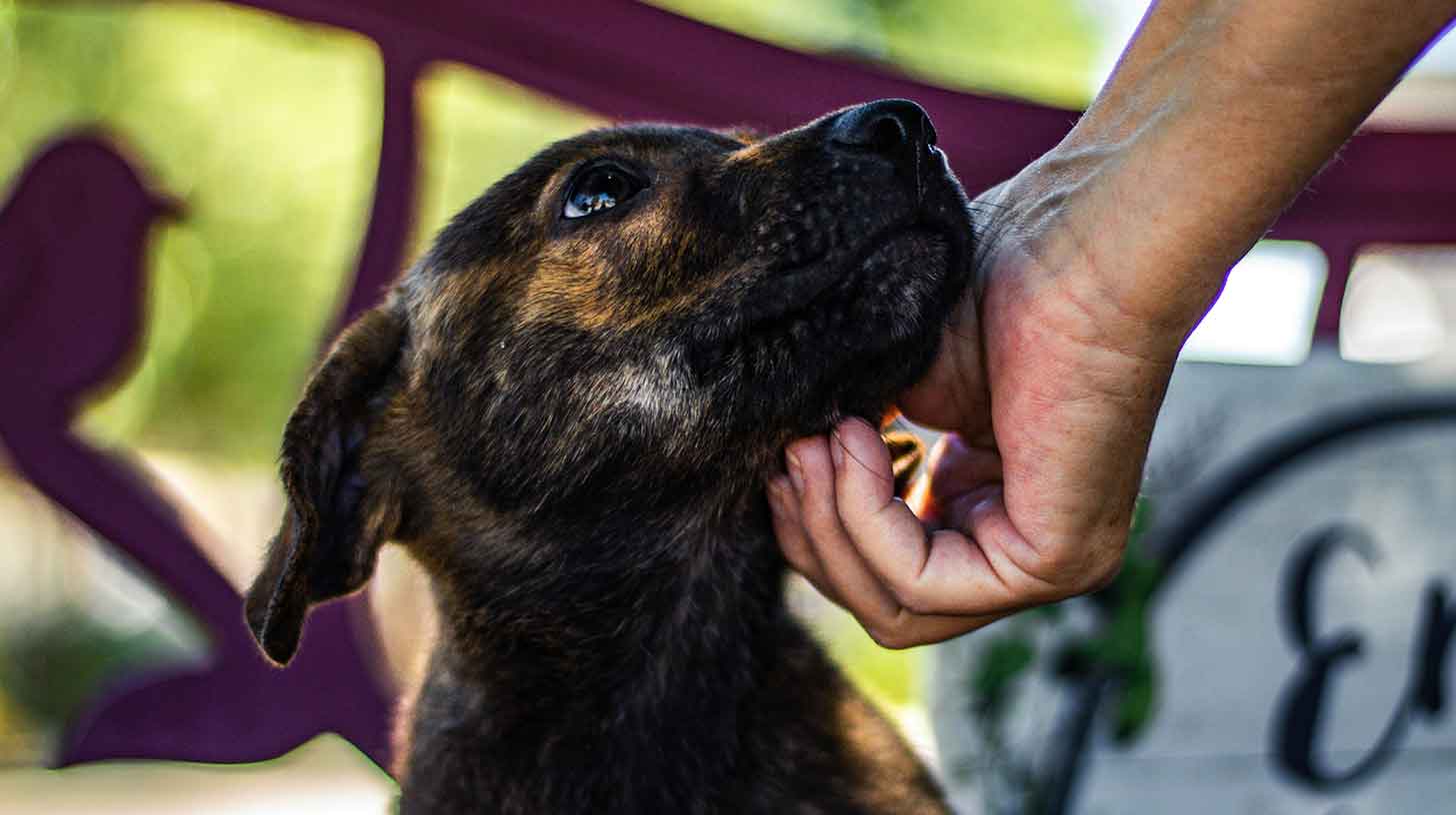 Petting dog at animal shelter